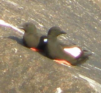 P7140635_crop2.jpg